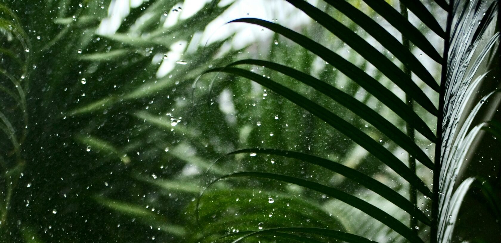 バリ島 雨季の雰囲気を伝える緑の葉としずく