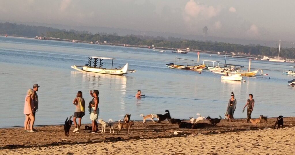バリ島サヌールビーチ南側、日の出後のビーチの様子。犬の散歩をしている人達、飼い犬、野良犬が入り組んでいる様子。